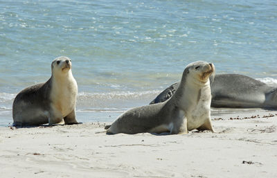 Close-up of sheep on sand at beach