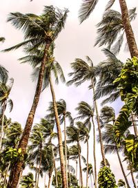 Low angle view of palm trees against sky