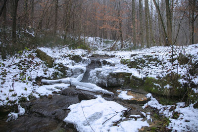 Scenic view of stream in forest during winter