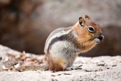 Close-up of squirrel on ground