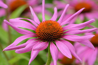 Close-up of purple coneflower blooming outdoors