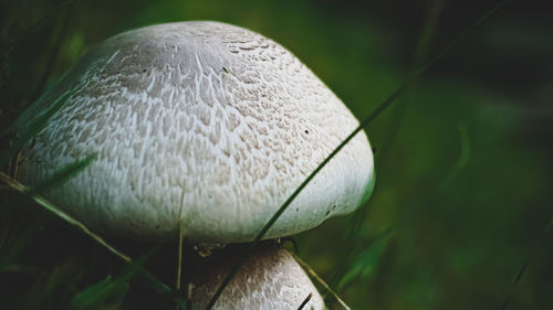 Close-up of mushroom growing outdoors