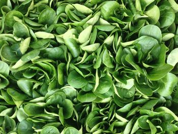 Full frame shot of spinach
