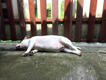 White horse lying on wood