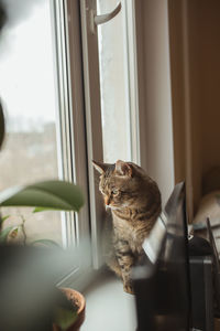 Cat looking through window at home