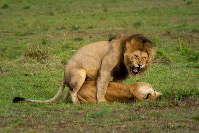 Male lion growls while mating with female
