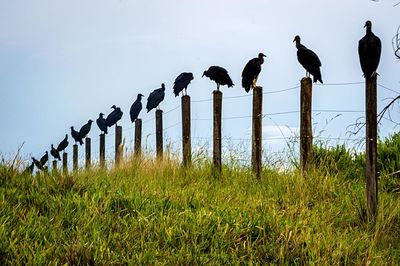 Silhouette birds against clear sky