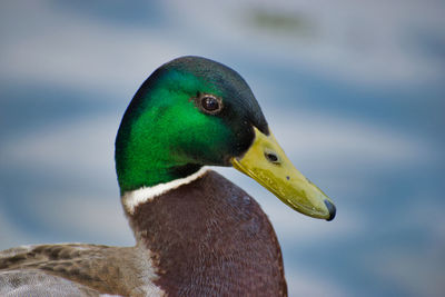 Mallard headshot