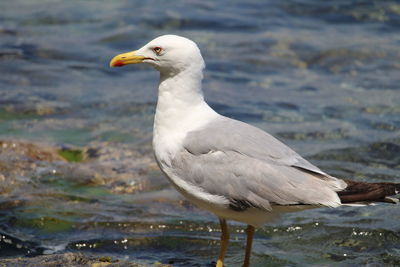 Seagull perching on a sea