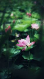 Close-up of pink flowers blooming outdoors