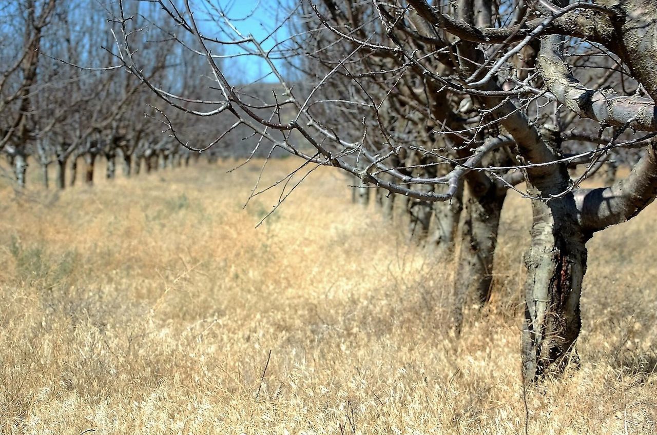 Dead orchard