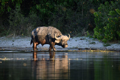 Elephant drinking water in a lake