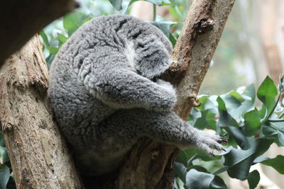 Close-up of an animal sleeping on tree trunk