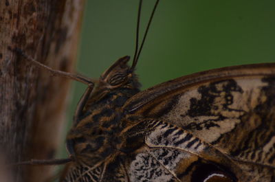 Close-up of an animal