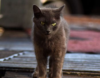 Close-up portrait of cat