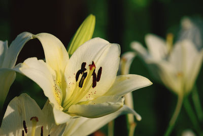 Close-up of white lily