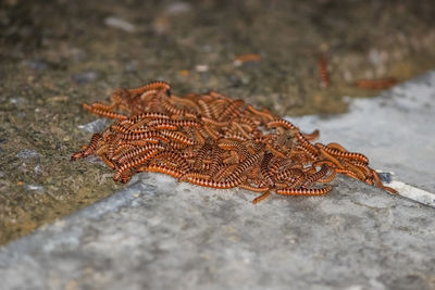 Close-up of lizard on rock