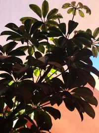 Low angle view of tree against sky