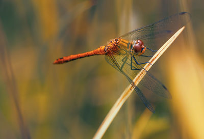 Close-up of dragonfly on plant