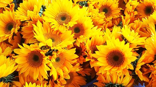 Close-up of sunflowers blooming outdoors