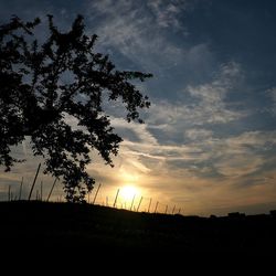 Silhouette tree against sky during sunset