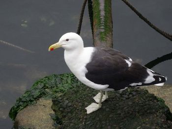 Close-up of bird perching on tree