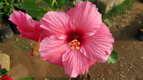 Close-up of pink hibiscus blooming outdoors