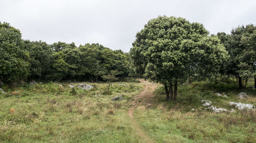 Trees on field against sky