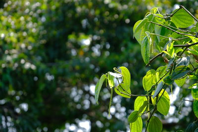 Close-up of green leaves on plant