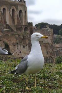 Close-up of bird perching against sky