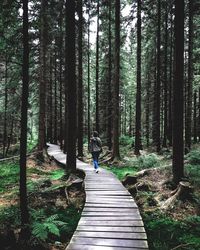 Rear view of person amidst trees in forest