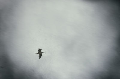 Low angle view of flying against sky