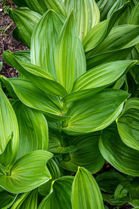 Full frame shot of green leaves