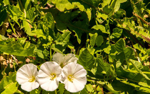 Close-up of white flowering plants