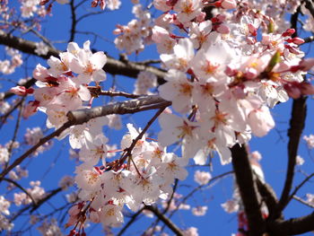 Low angle view of cherry blossoms against sky