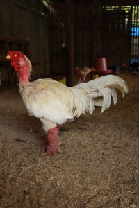 View of a bird on land