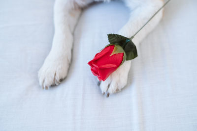 Cute jack russell dog at home with red rose on paw, romance, valentines concept