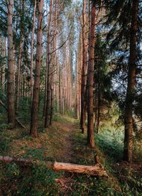 Pine trees in forest