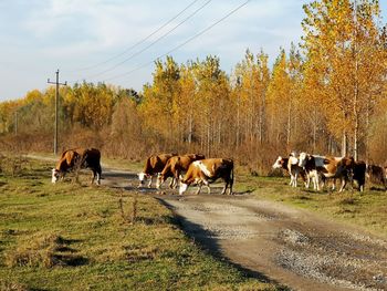 Horses grazing in a field