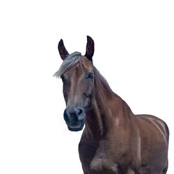 Portrait of a horse against white background