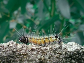 Close-up of insect on rock