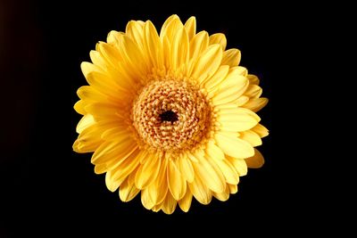 Close-up of yellow flower against black background