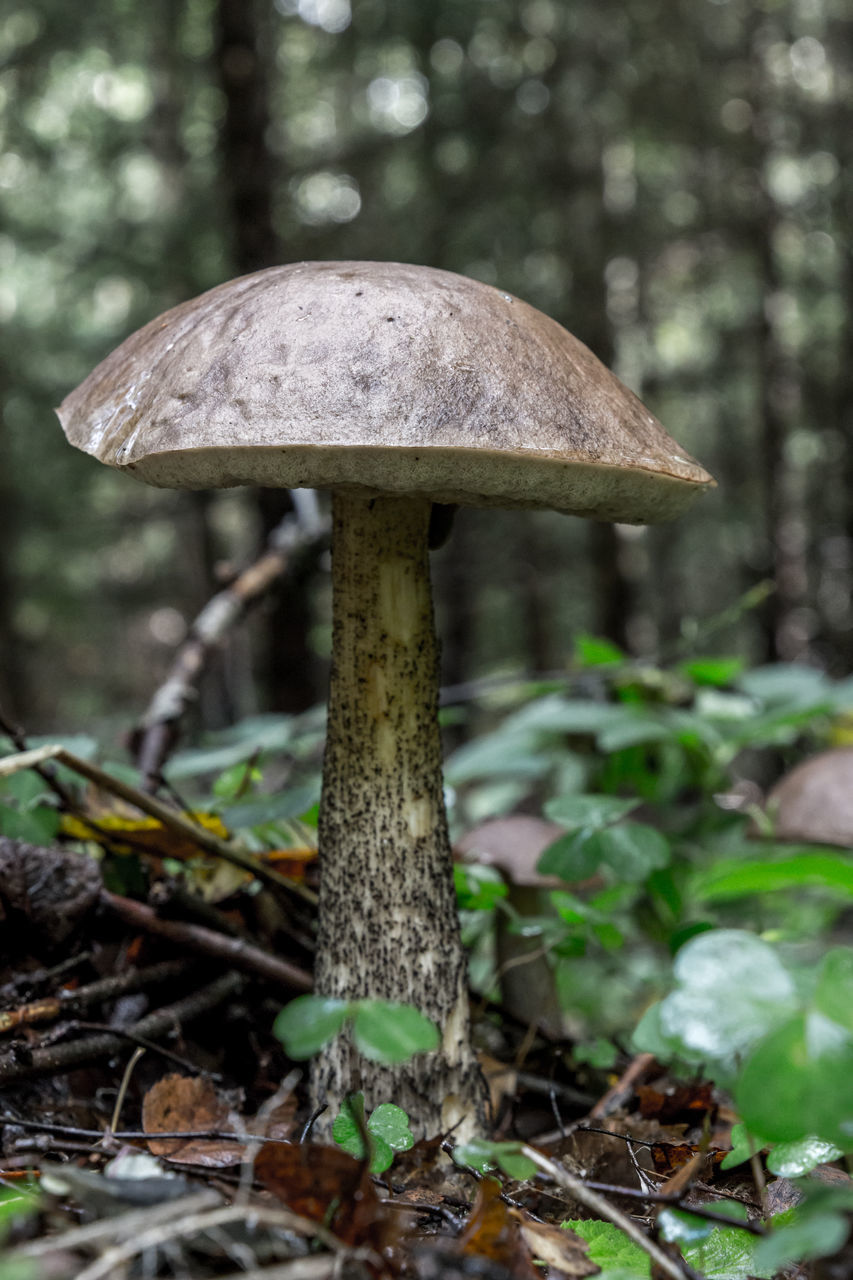 CLOSE-UP OF MUSHROOM ON TREE IN FOREST