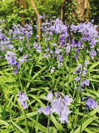 Close-up of purple flowers