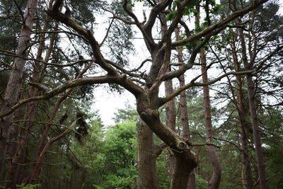 Low angle view of trees in forest