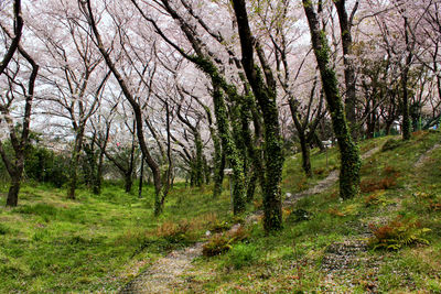 Bare trees in forest