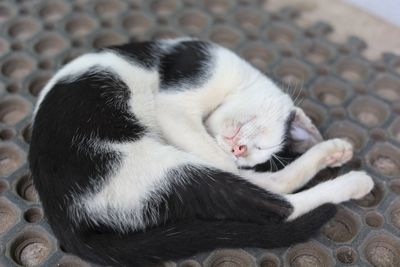 Close-up of cat sleeping on doormat