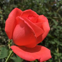 Close-up of red rose