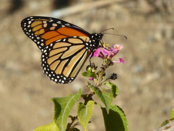 Close-up of butterfly pollinating on flower