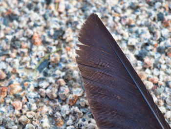 High angle view of feather on pebbles